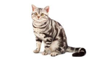 Chat race american shorthair: adulte et chaton avec prix
