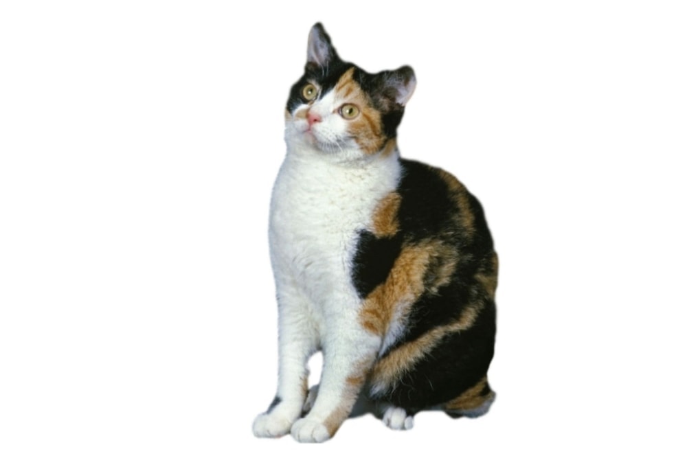 Chat race american wirehair: adulte et chaton avec prix