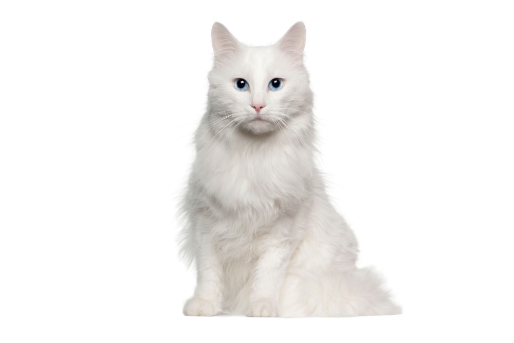 Chat race angora turc: adulte et chaton avec prix au poils long et couleur blanche