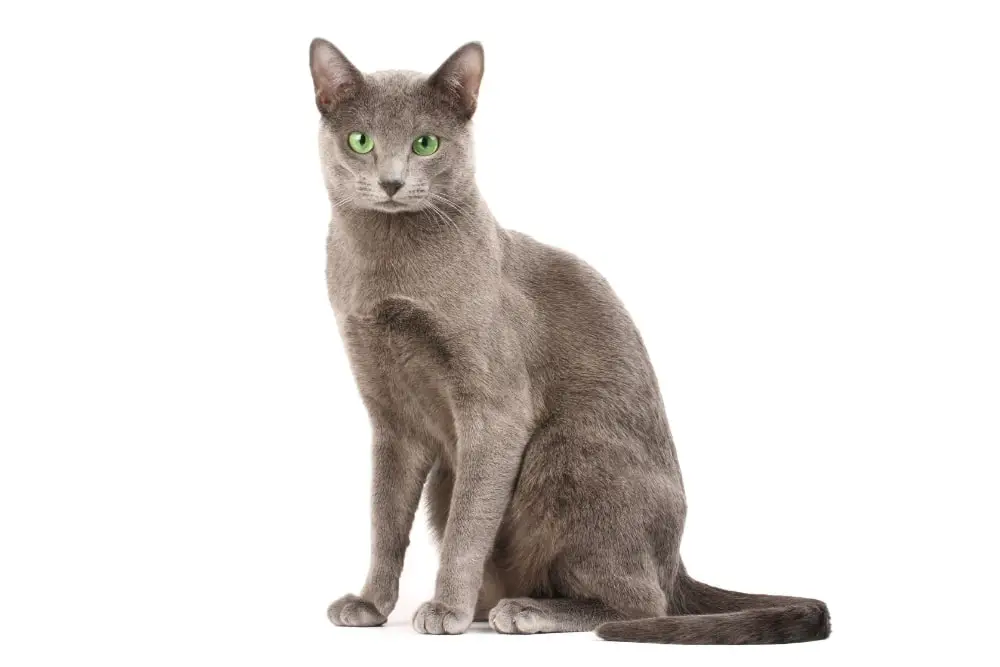 Chat race bleu russe: adulte et chaton avec prix au couleur gris bleu et les yeux verts