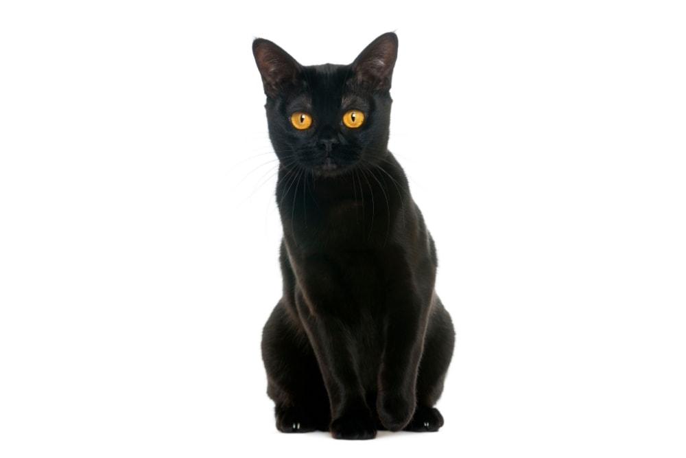 Chat race bombay: adulte et chaton avec prix au couleur noir et les yeux jaunes