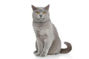 Chat race british shorthair: adulte et chaton avec prix