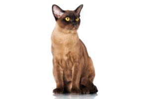 Chat race burmese: adulte et chaton avec prix couleur marron et les yeux jaunes