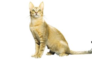 Chat race ceylan: adulte et chaton avec prix couleur poils un peu jaune