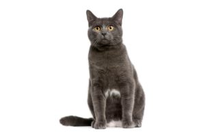 Chat race chartreux: adulte et chaton avec prix couleur gris et au yeux jaune