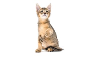 Chat race chausie: adulte et chaton avec prix resemble à chat sauvage