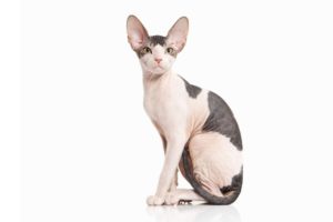 Chat race donskoy: adulte et chaton avec prix et sans poils au tache gris
