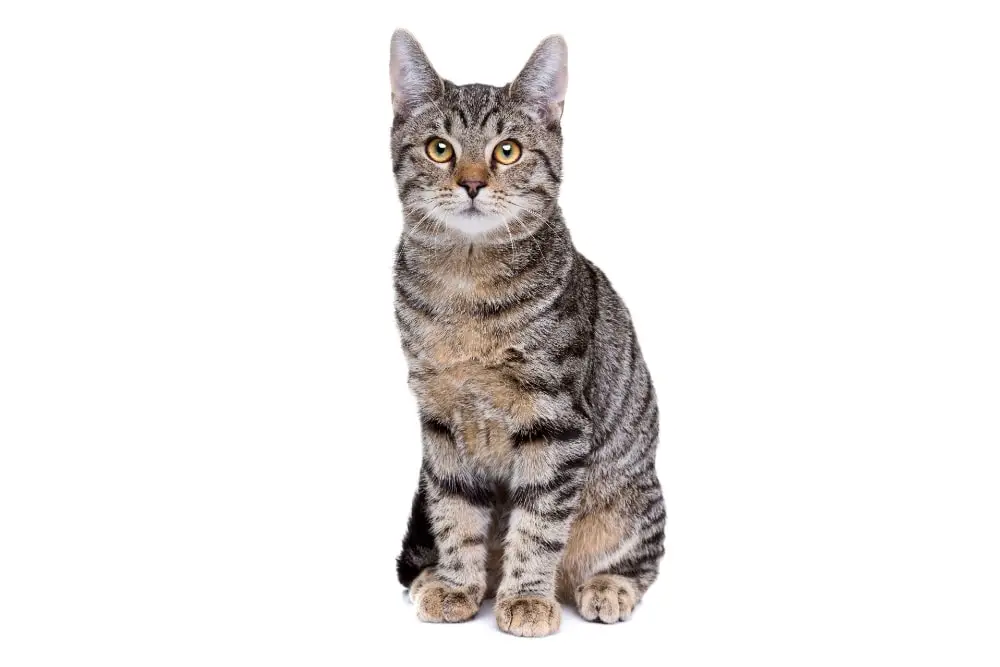 Chat race européen shorthair: adulte et chaton avec prix poils court et visage normal