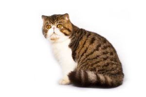 Chat race exotic: adulte et chaton avec prix et visage plat et le corps gros