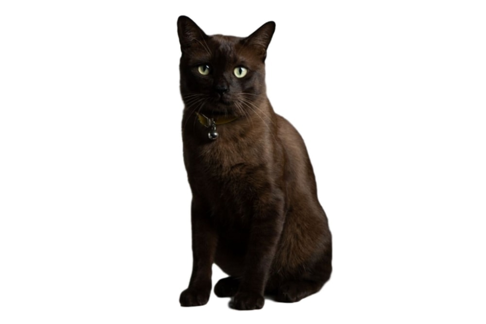 Chat race havana brown: adulte et chaton avec prix au couleur brun et yeux verts