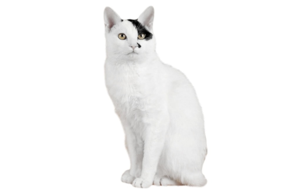 Chat race japanese bobtail: adulte et chaton avec prix avec un petit queue et coleur blanc et noir