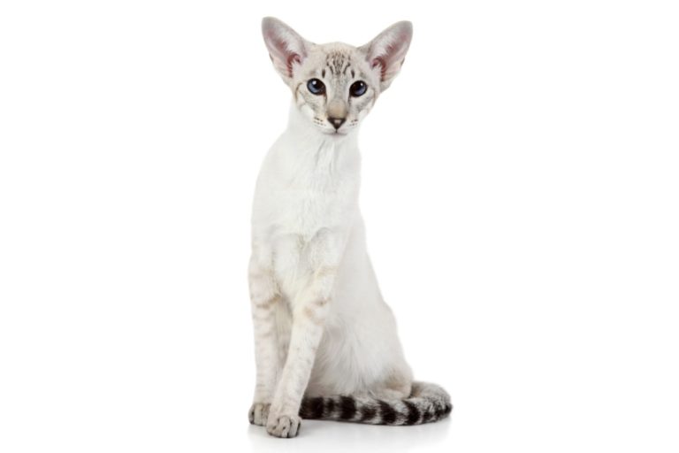 Chat race javanais ou mandarin: adulte et chaton avec prix corps très slim et le visage long avec gros oreilles