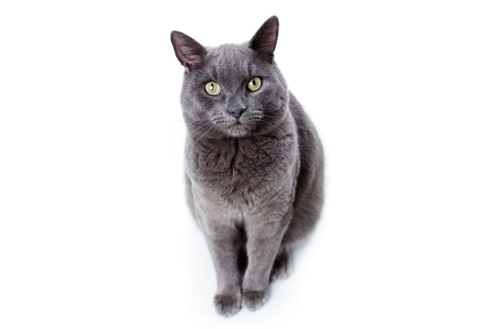 Chat race korat: adulte et chaton avec prix et couleur gris