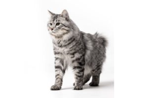 Chat race kurilian bobtail: adulte et chaton avec prix et un queue très court