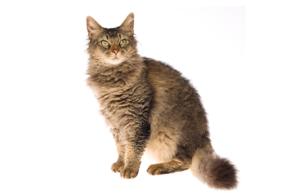 Chat race laPerm: adulte et chaton avec prix et des poils très fripper