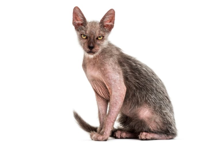 Chat race lykoi: adulte et chaton avec prix au couleur gris et le visage très mechant comme un loup