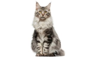 Chat race Maine coon: gros adulte et chaton avec prix et beaucoup de poils long