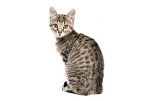 Chat race Manx: adulte et chaton avec prix pas de queue