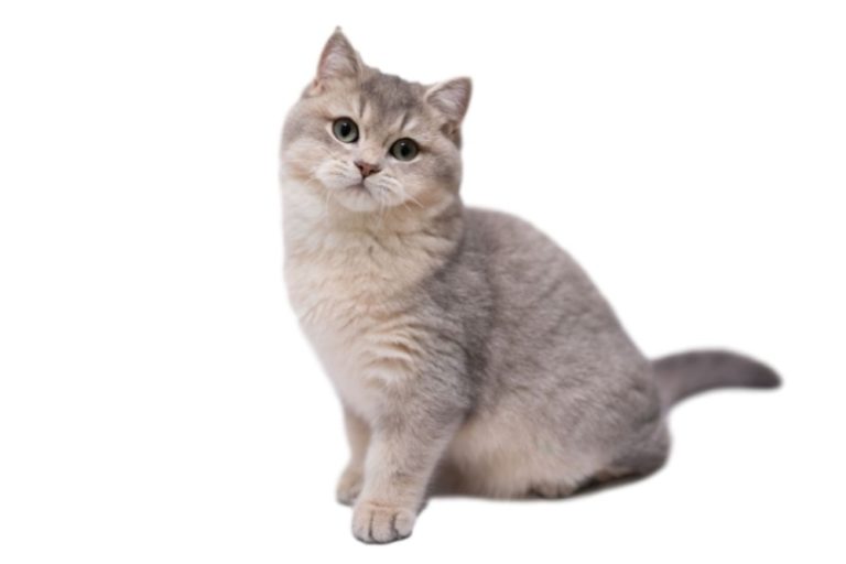 Chat race munchkin: adulte et chaton avec prix et des jambes très court