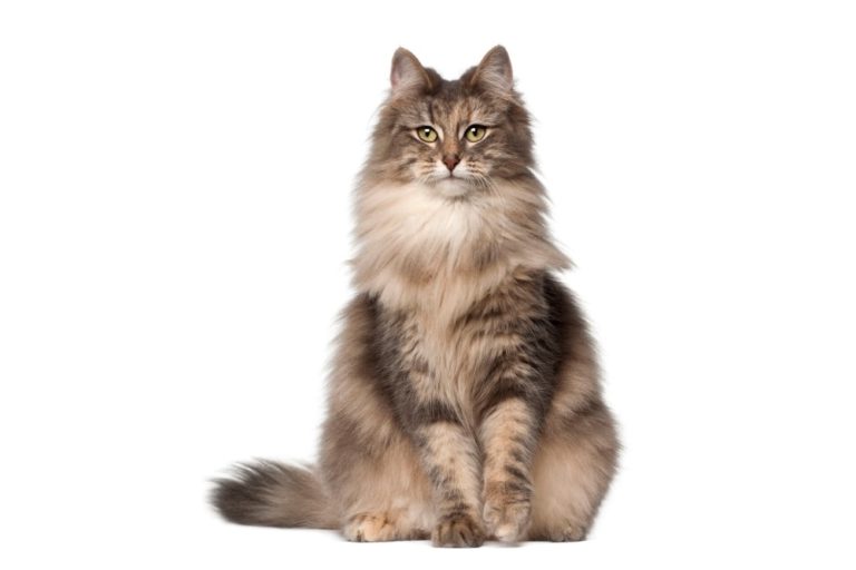 Chat race norvégien: adulte et chaton avec prix poils long marron et blanc