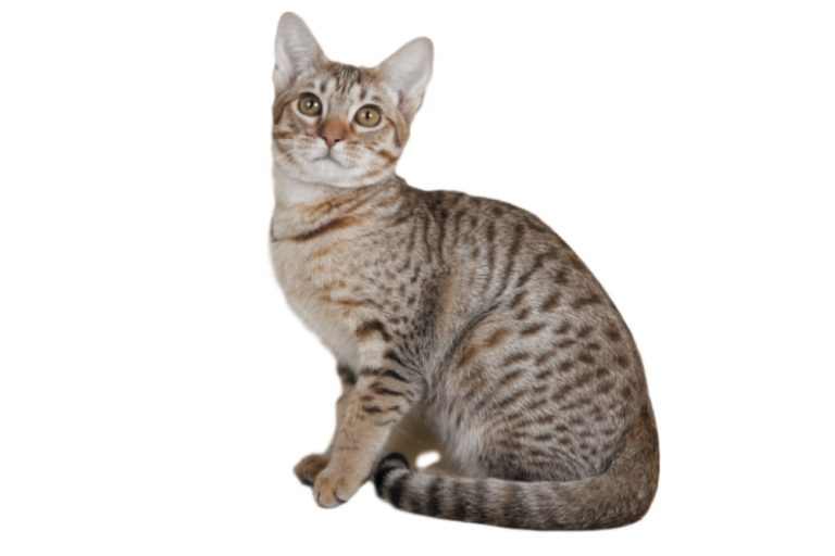 Chat race ocicat: adulte et chaton avec prix poils court avec des petits marquage noir