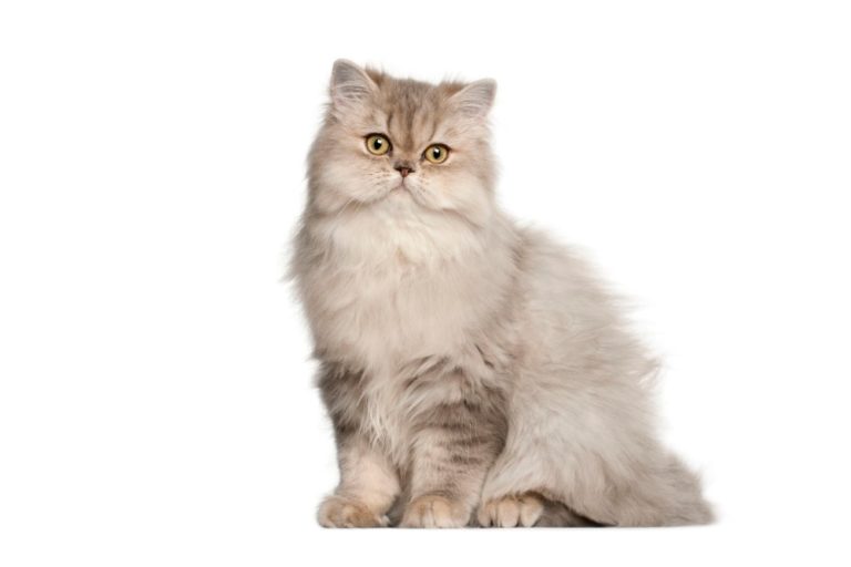 Chat race persan chinchilla: adulte et chaton avec prix poils long avec visage plat