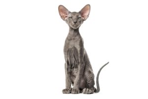 Chat race peterbald: adulte et chaton avec prix sans poils couleur gris
