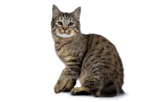 Chat race pixie bob: adulte et chaton avec prix sans queue