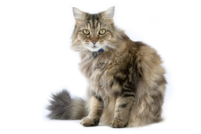 Chat race ragamuffin: adulte et chaton avec prix au couleur marron avec poils long