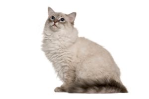 Chat race ragdoll: adulte et chaton avec prix au couleur pointe noir avec beaucoup poils