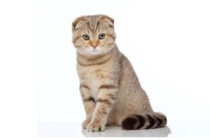 Chat race scottish fold: adulte et chaton avec prix et des oreilles plier ver l'avant