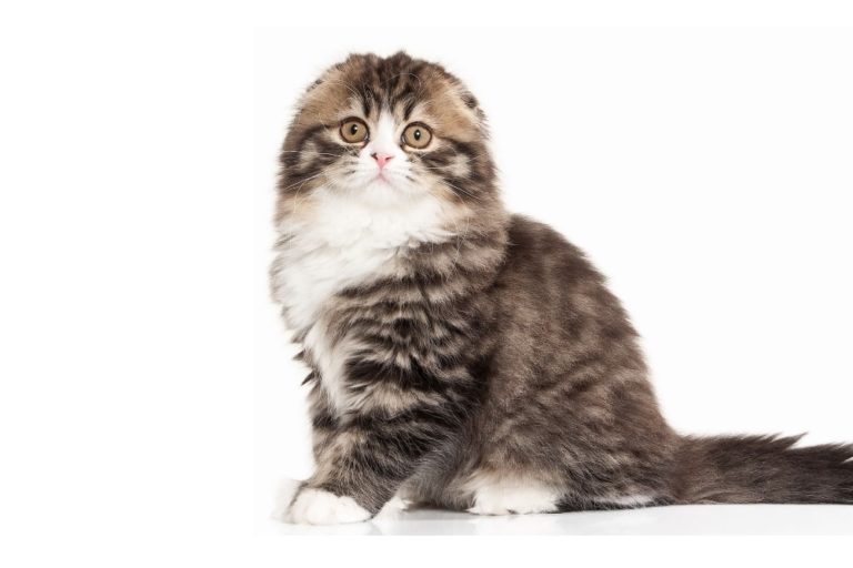 Chat race scottish highland: adulte et chaton avec prix et des oreilles plier