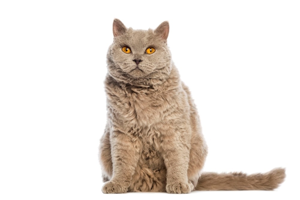 Chat race selkirk: adulte et chaton avec prix couleur gris un peu gros