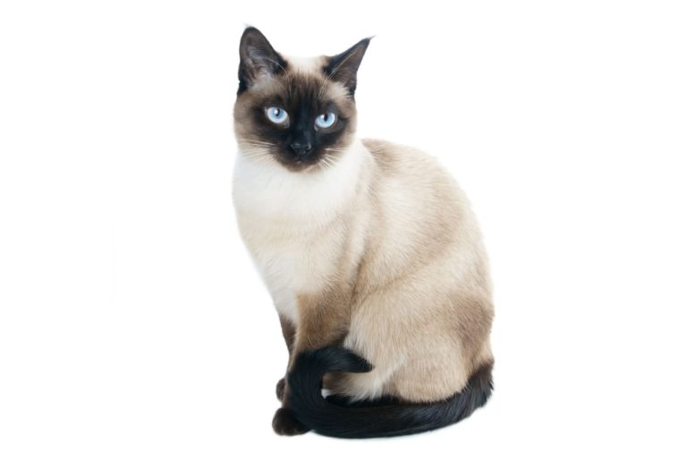 Chat race saimois: adulte et chaton avec prix et points noir sur le visage et les pieds