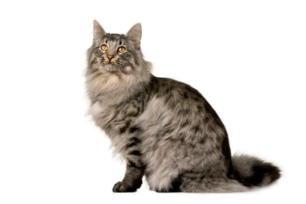 Chat race sibérien: adulte et chaton avec prix et plien de fourrue
