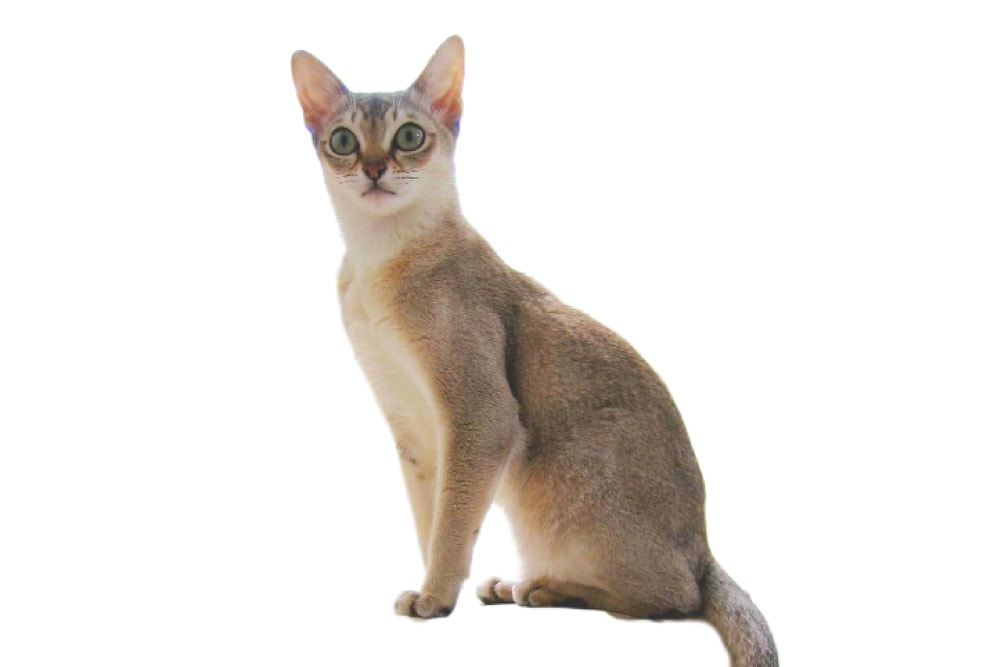 Chat race singapura: adulte et chaton avec prix et des yeux ronds vert corps slim