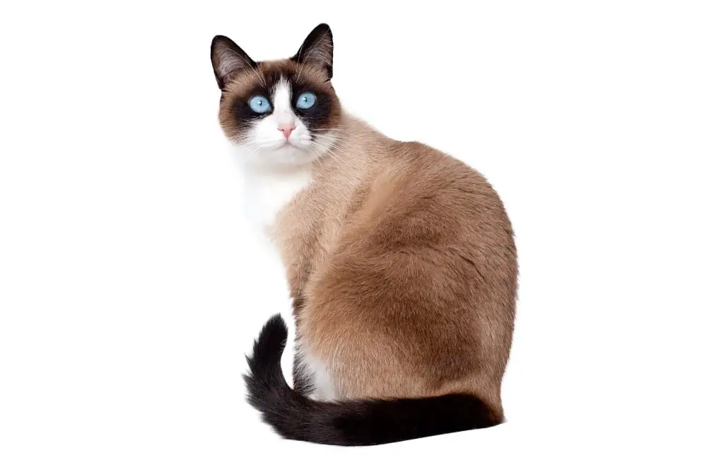 Chat race snowshoe: adulte et chaton avec prix au yeux bleu et couleur marron