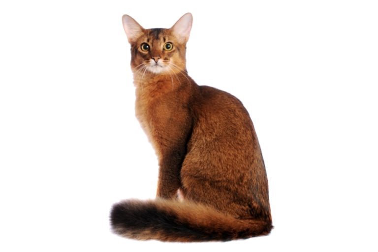 Chat race somali: adulte et chaton avec prix au coleur orange rouge foncé
