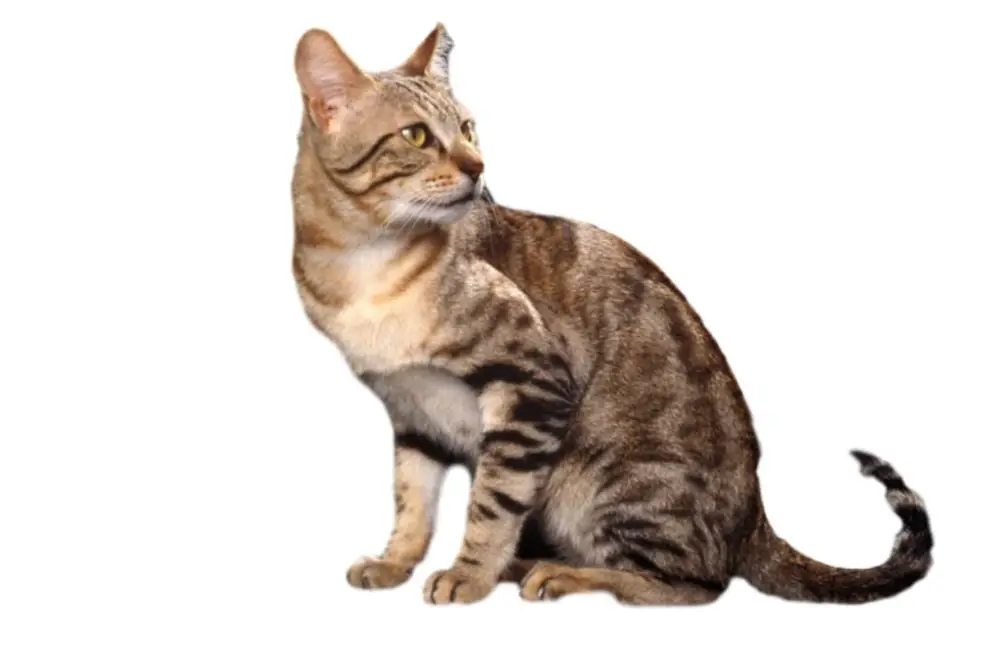 Chat race sosoke: adulte et chaton avec prix avec des lignes de raies sur le corps