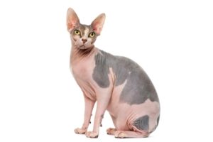 Chat race sphyx: adulte et chaton avec prix sans poils tache gris