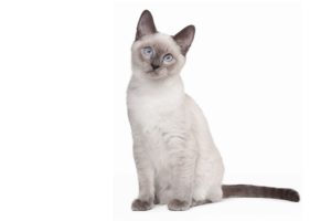 Chat race thai: adulte et chaton avec prix au couleur blanc avec point noir