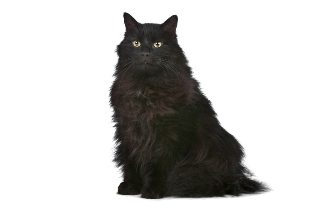 Chat race tiffany: adulte et chaton avec prix couleur noir