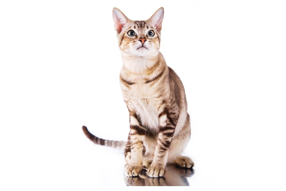 Chat race tonkinois: adulte et chaton avec prix